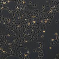 MDCK细胞敲除dgNPHP1基因细胞株