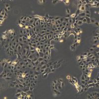 DU145细胞敲除hLncRNA基因细胞系