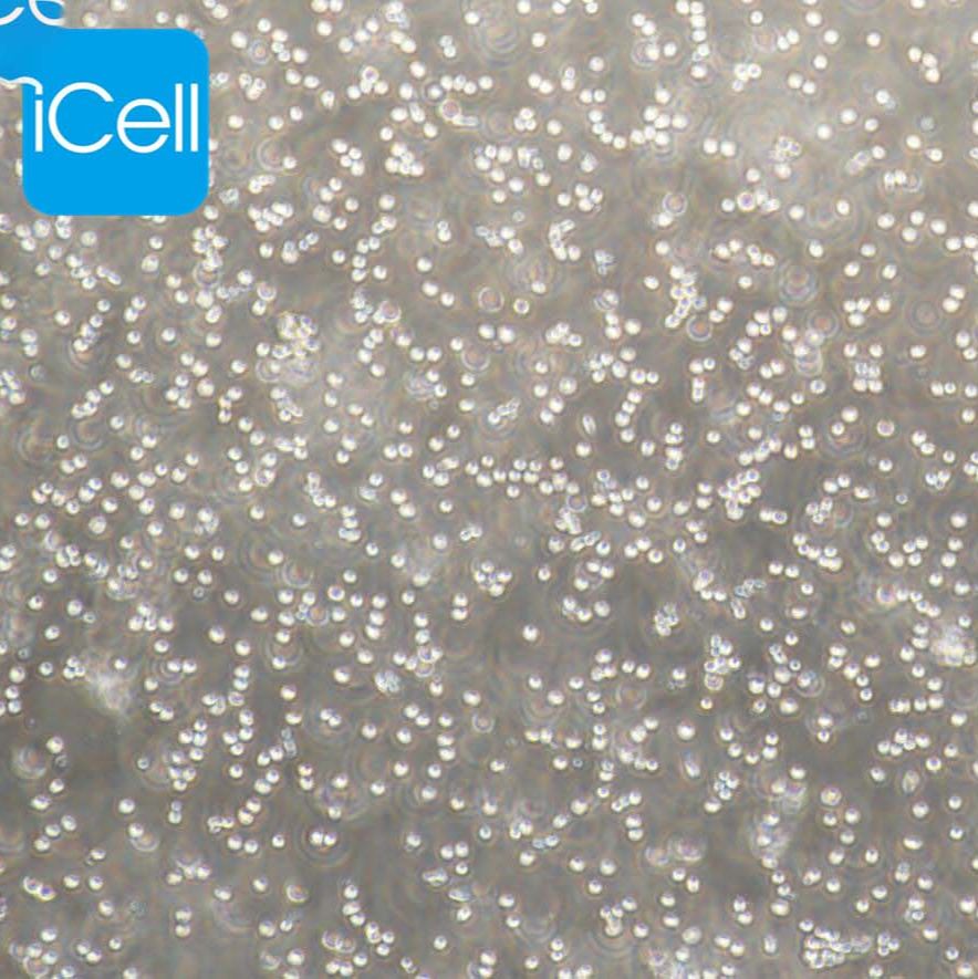 DT40 鸡淋巴瘤细胞/种属鉴定/镜像绮点（Cellverse）