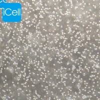 DT40 鸡淋巴瘤细胞/种属鉴定/镜像绮点(Cellverse)