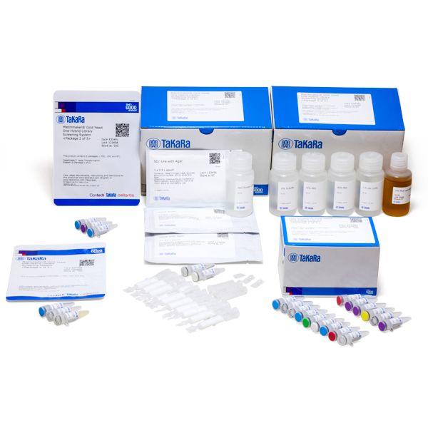 阳性克隆验证Matchmaker Gold酵母单杂交系统