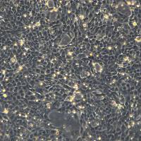 4T1细胞敲除mEhd4基因细胞系