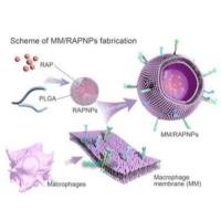 负载阿霉素(DOX)和光热剂IR780的PLGA纳米粒被血小板膜包裹