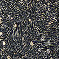 H9C2细胞敲除Cpt1a基因细胞系