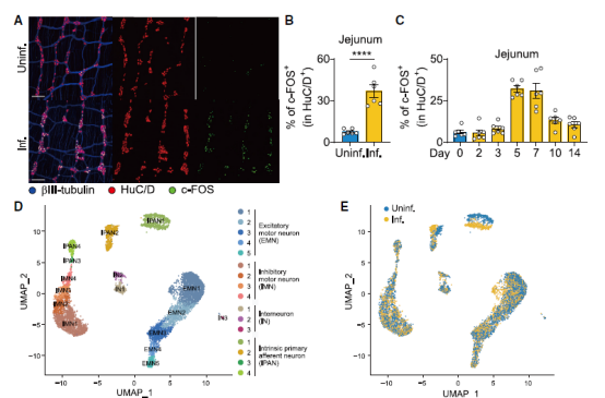 Immunity：清华/西湖大学团队揭示肠道内的双向神经免疫交互