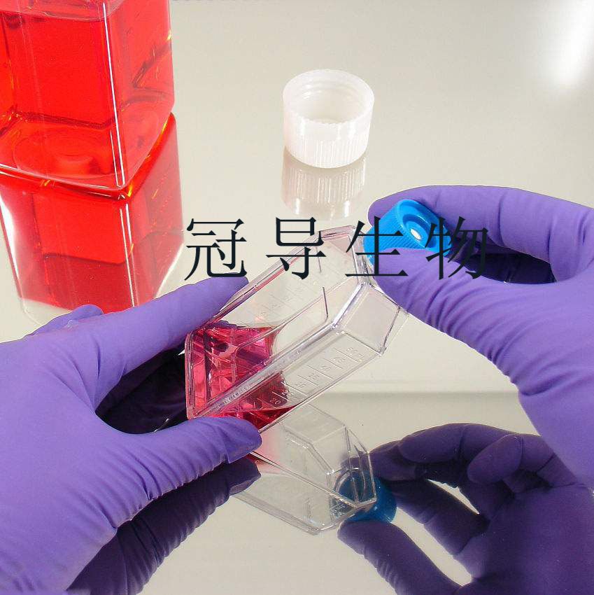 KU812人外周血嗜碱性白血病细胞系