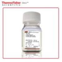 Gibco 15140122 青霉素-链霉素  (10,000 U/mL) 100 mL