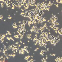 INS-1细胞敲除rHNF4A基因细胞系