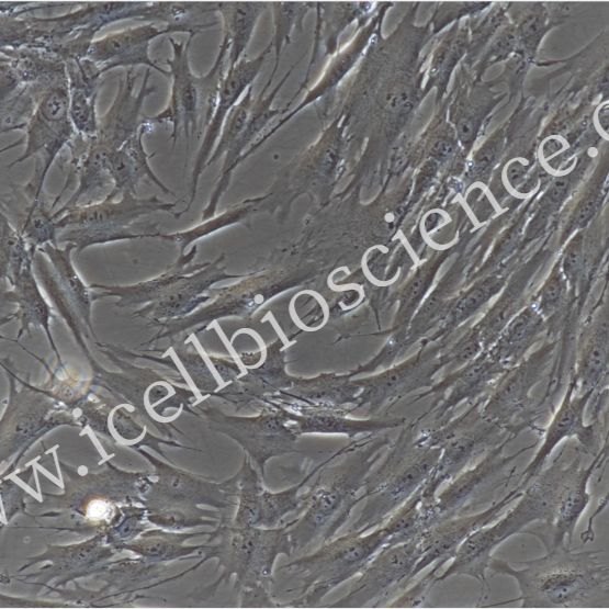 人肺微血管平滑肌细胞/免疫荧光鉴定/镜像绮点（Cellverse）