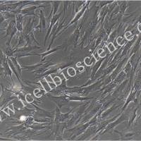 人肺微血管平滑肌细胞/免疫荧光鉴定/镜像绮点（Cellverse）