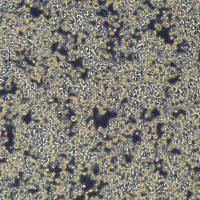 Raw264.7细胞敲除mErlin1基因细胞系