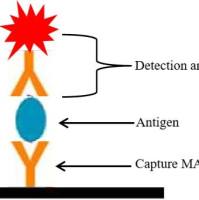鸡卵清白蛋白单克隆抗体(配对)