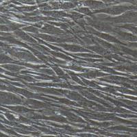 人气管平滑肌细胞/免疫荧光鉴定/支原体污染检测