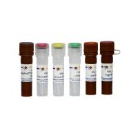 人端粒长度染料法qPCR检测试剂盒