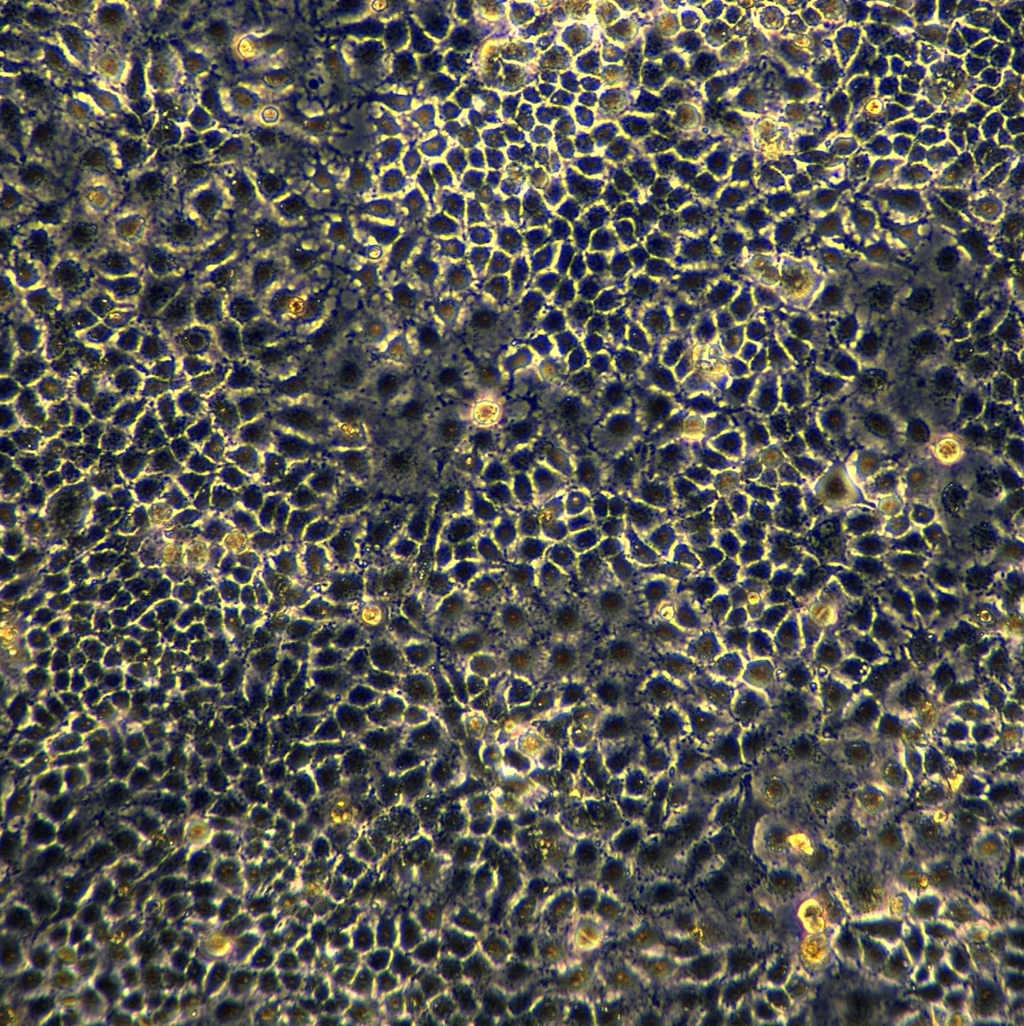 HuH-7细胞敲除hTIMM17B基因细胞系