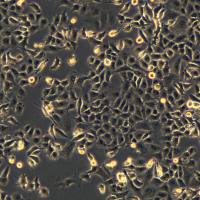 NCI-H1299细胞敲除hUBE3A基因细胞系