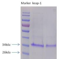 人源Keap1重组蛋白