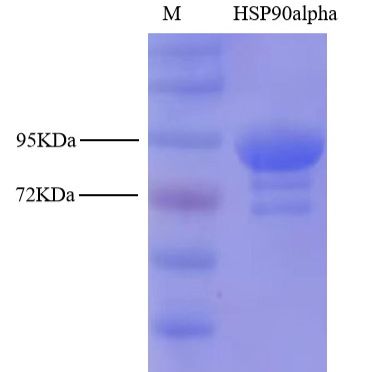 人热休克蛋白90alpha重组蛋白