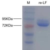 炭疽杆菌致死因子重组抗原