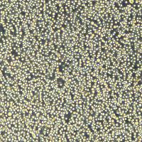 C1498-lucifercase细胞敲除Trem2 基因细胞系