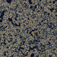 LL/2(LLC1)细胞敲除mSting1基因细胞系