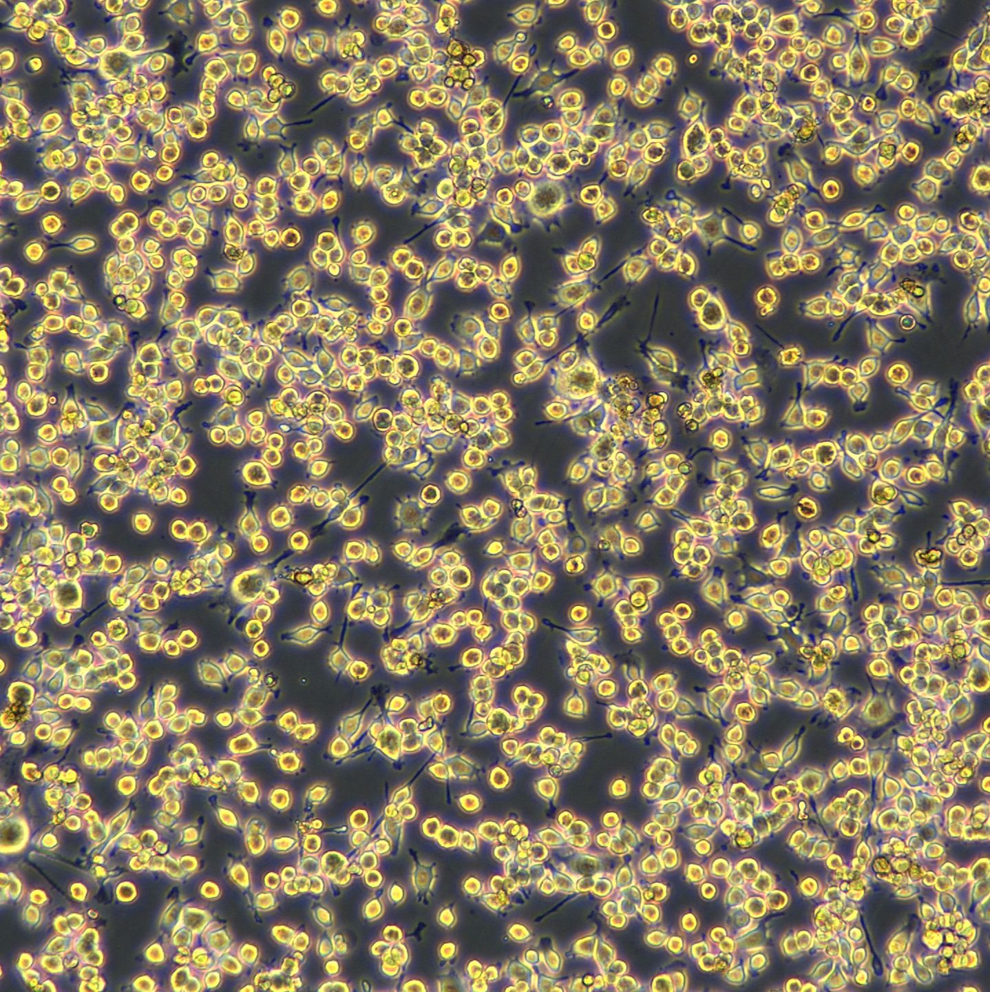 BV-2细胞敲除mCD83基因细胞系