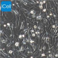 猪骨骼肌细胞 /免疫荧光鉴定/镜像绮点（Cellverse）