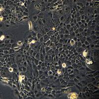 SW1990细胞敲除hLINC00511基因细胞系