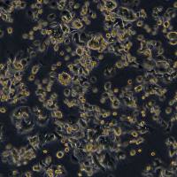 AsPC-1细胞敲除 hLINC00511基因细胞系