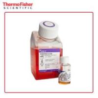 Gibco 10639011 StemPro-34 SFM (1X) 无血清培养基 500mL