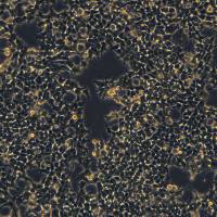 HEK293T细胞敲除hAP2M1基因细胞系