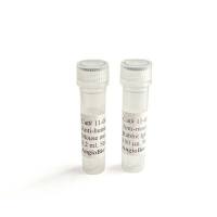 Anti Mouse LYVE-1 Antibody