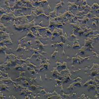 HCT116细胞敲除hCCAT2基因细胞系