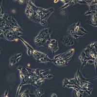 Bewo细胞敲除hABCG2基因细胞系