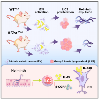 Immunity：清华/西湖大学团队揭示肠道内的双向神经免疫交互