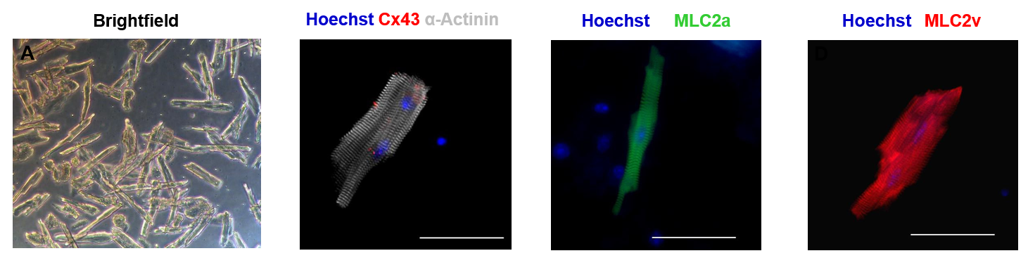美天旎——组织解离试剂盒系列
