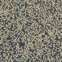 THP-1细胞敲除hCD44基因细胞系