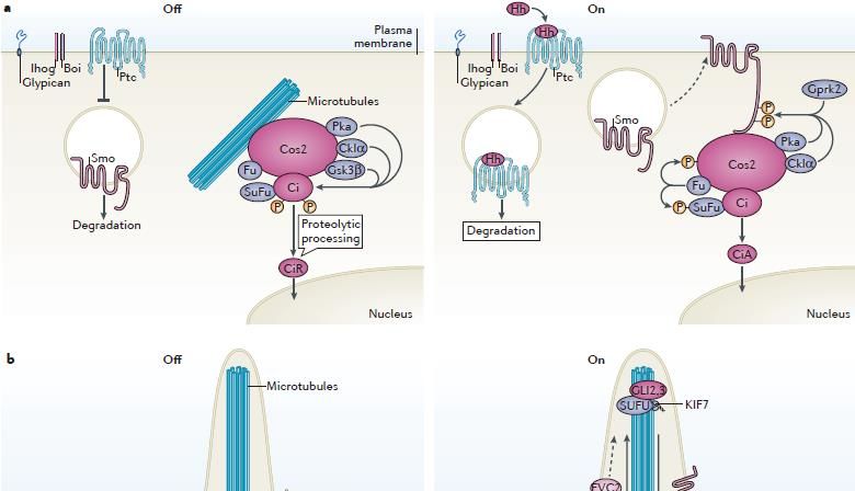 一文掌握Hedgehog信号通路！