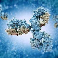 类鼻疽杆菌HCP1单抗