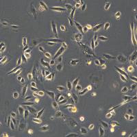 HK-2[Human kidney]细胞敲除hKDM5A基因细胞系