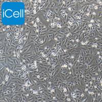 A549细胞 / A-549细胞 /A-549/ A549 /人肺癌细胞/ATCC细胞株/免费配带