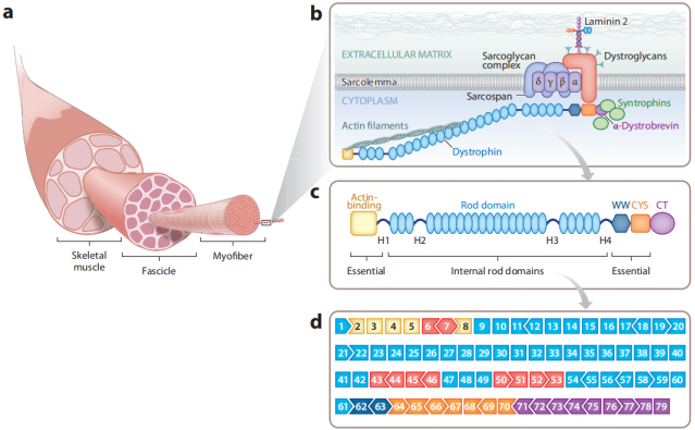 小身躯，大使命：挑战人体最大基因DMD人源化小鼠