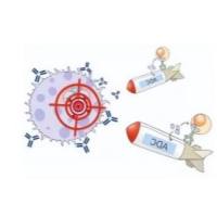 抗体偶联药物（抗体-连接子-细胞毒性药物）ADC定制服务  癌症治疗的“精准导弹”