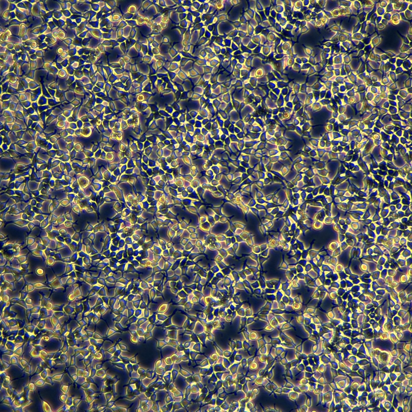 HEK293T细胞敲除Human EIF2AK3基因细胞系