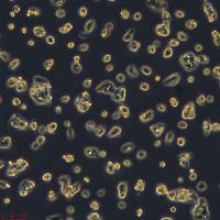 HepG2细胞敲除ALB基因细胞系