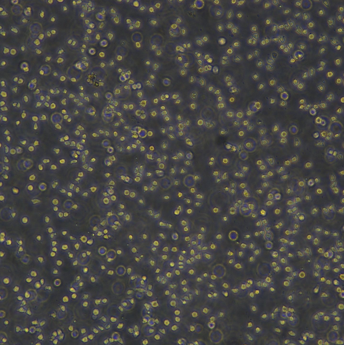 U-937细胞敲除hIL1RAP基因细胞系