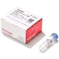 Thermo Lipofectamine 2000 转染试剂 11668500 15 mL