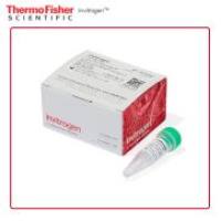 赛默飞 LMRNA001 Lipofectamine MessengerMAX 转染试剂 0.1