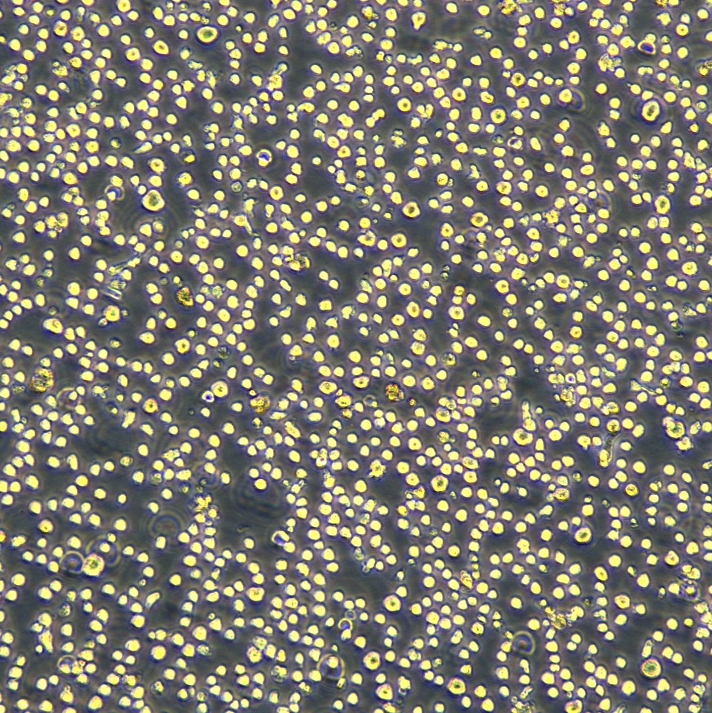 THP-1-Luc细胞敲除hCXCR4基因细胞系