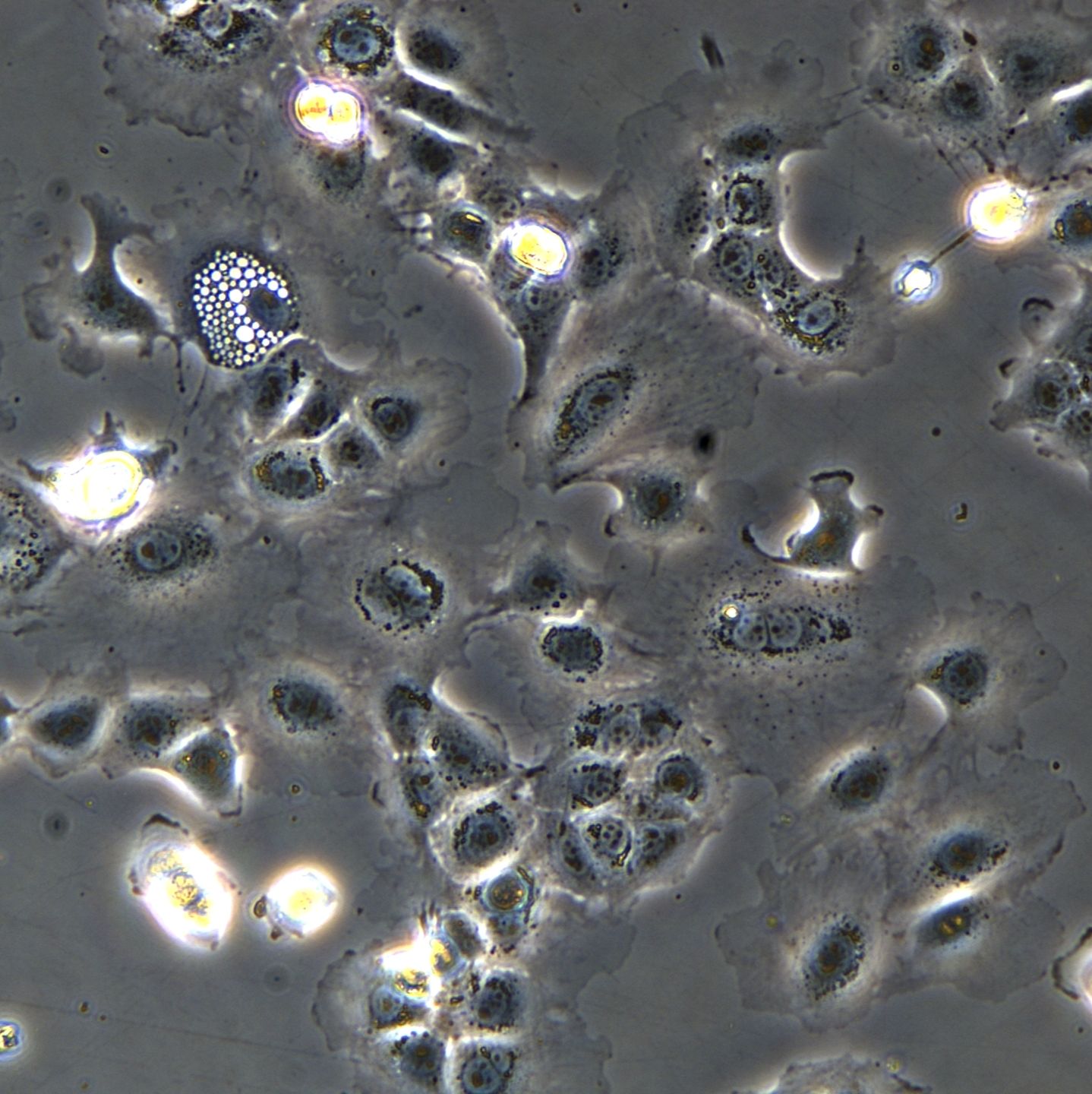 AML12细胞敲除mTrim14基因细胞系